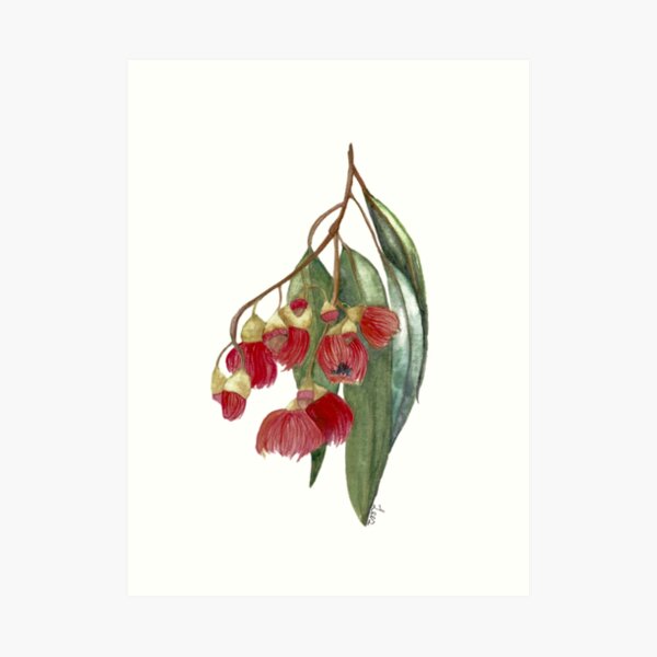 Watercolour Gum tree Art Print