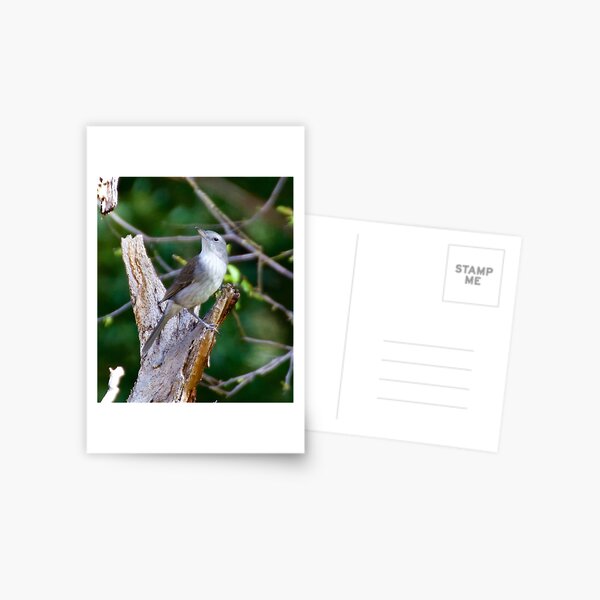 SHRIKETHRUSH ~ Grey Shrikethrush 24NY6384 by David Irwin Postcard