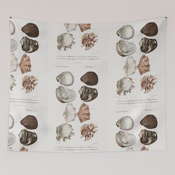 Aperçu de l'œuvre Shell species vintage illustration créée et vendue par Vintage Designs +.