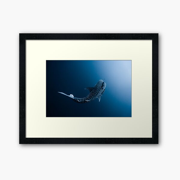 Aperçu de l'œuvre Petit requin baleine, grand bleu. créée et vendue par Ollieunderwater.