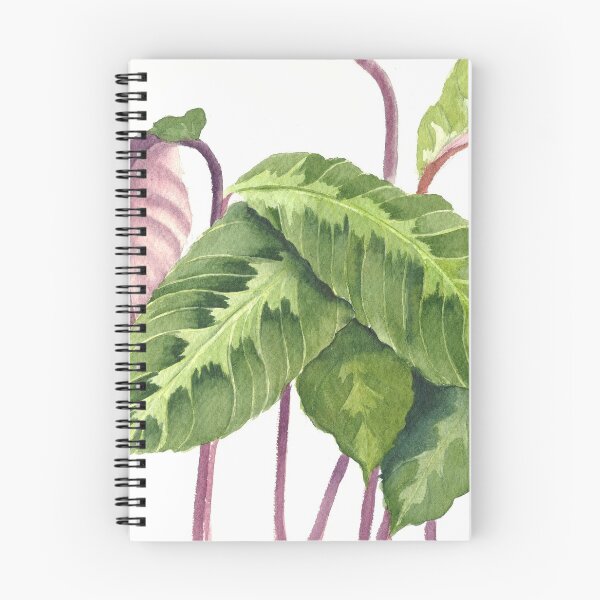 Item preview, Calathea in watercolor designed and sold by cindybarillet.