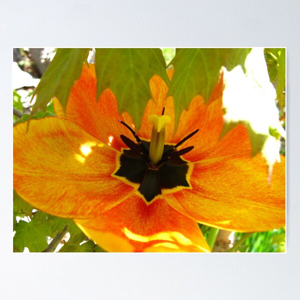 Item preview, Deep Spring designed and sold by MarianBendeth.