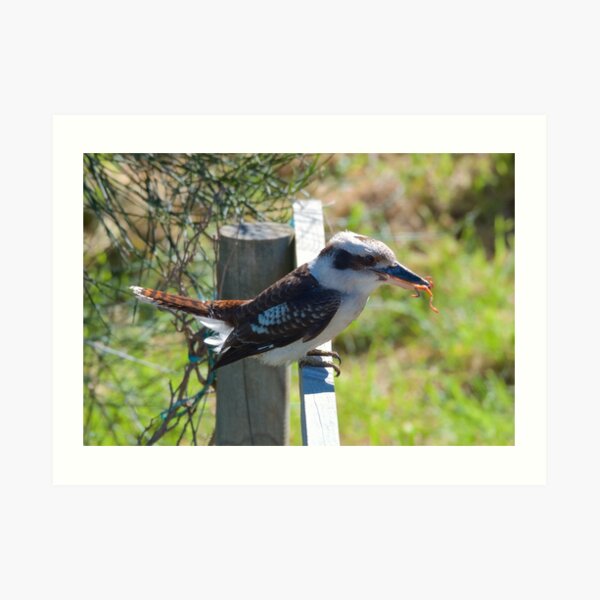 KINGFISHER ~ Kookaburra AYRJBJ73 by David Irwin Art Print