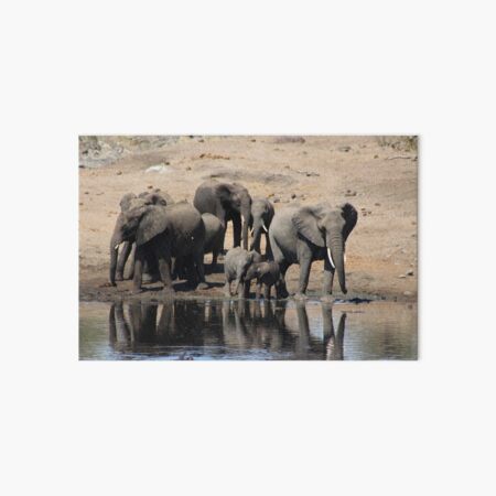 Elephant Herd Art Board Print
