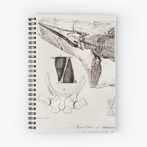 Item preview, Ichthyosaurus  Skeleton illustration designed and sold by Vintage Designs +.