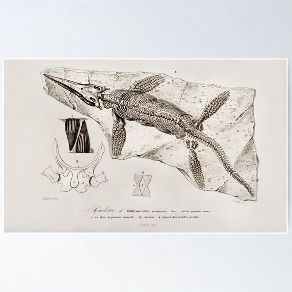 Artikel-Vorschau von Ichthyosaurus  Skeleton illustration, designt und verkauft von Vintage Designs +.