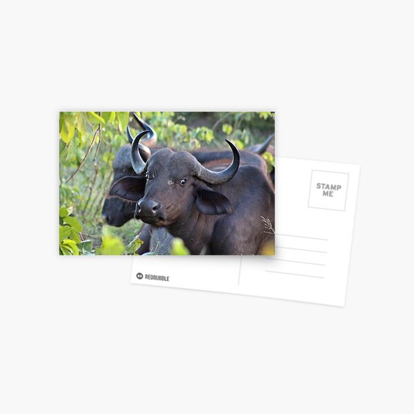 Buffalo Postcard