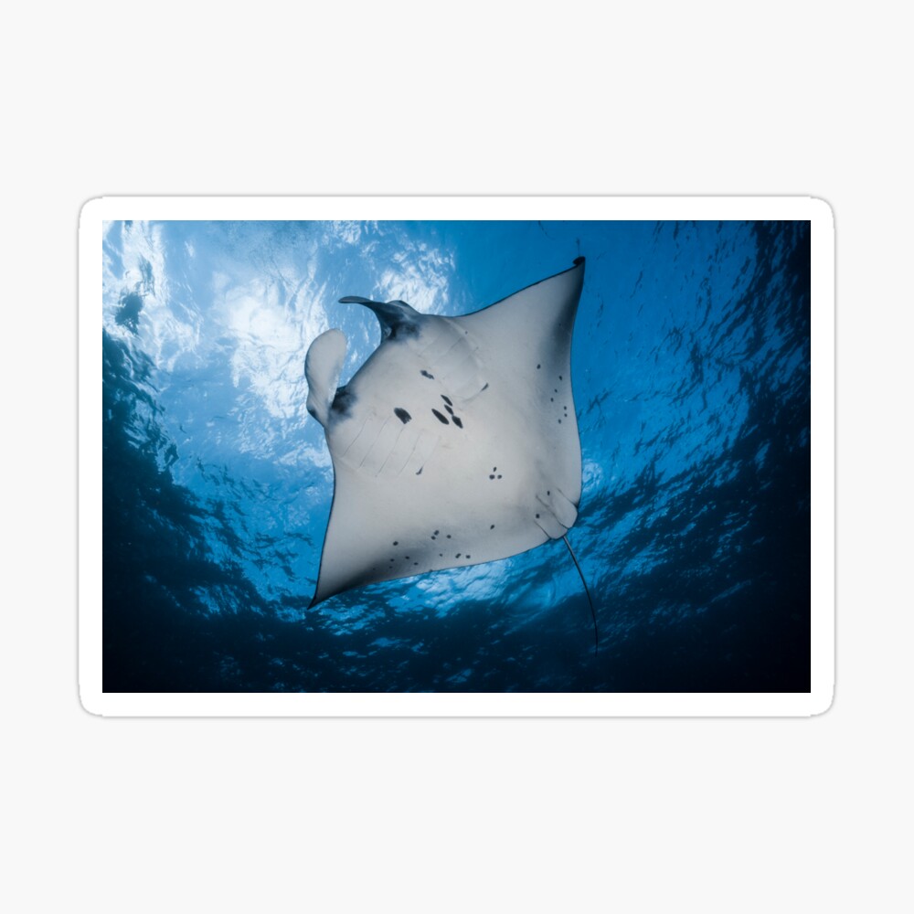 Manta In The Sky Photographic Print For Sale By Ollieunderwater Redbubble