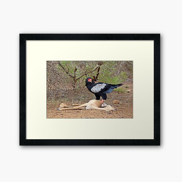 Bateleur on Impala Killer Framed Art Print