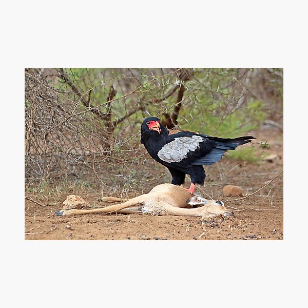 Bateleur on Impala Killer Photographic Print