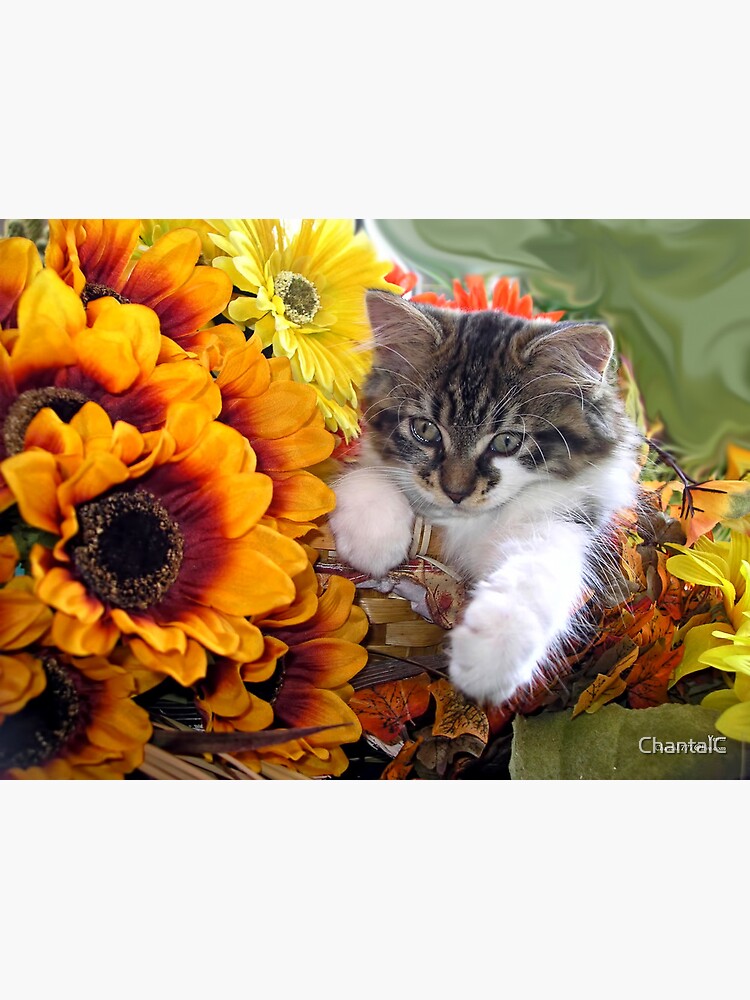 Tarjetas de felicitación «Venus ~ Gatito lindo gatito en girasoles y  gerberas de otoño» de ChantalC | Redbubble