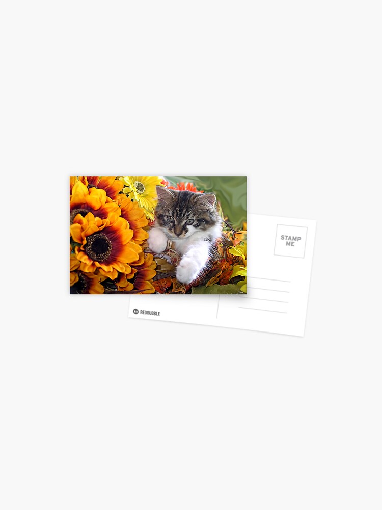 Postal «Venus ~ Gatito lindo gatito en girasoles y gerberas de otoño» de  ChantalC | Redbubble