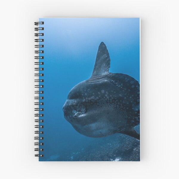 Item preview, Mola Mola designed and sold by Ollieunderwater.