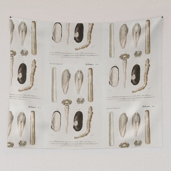 Item preview, Shell species vintage illustration  designed and sold by Vintage Designs +.