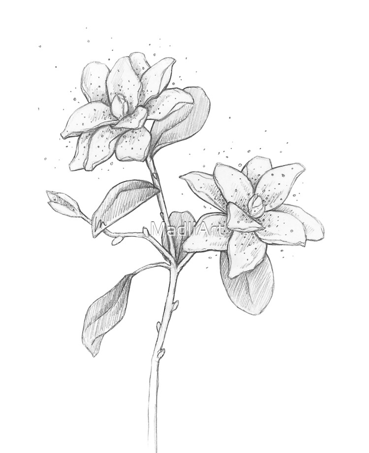 Lily Flowers, Pencil Sketch, Botanical Art, Floral, Fine Art, Nature  Illustration, Black and White Art, Flower Sketch, Lily Art, Graphite - Etsy