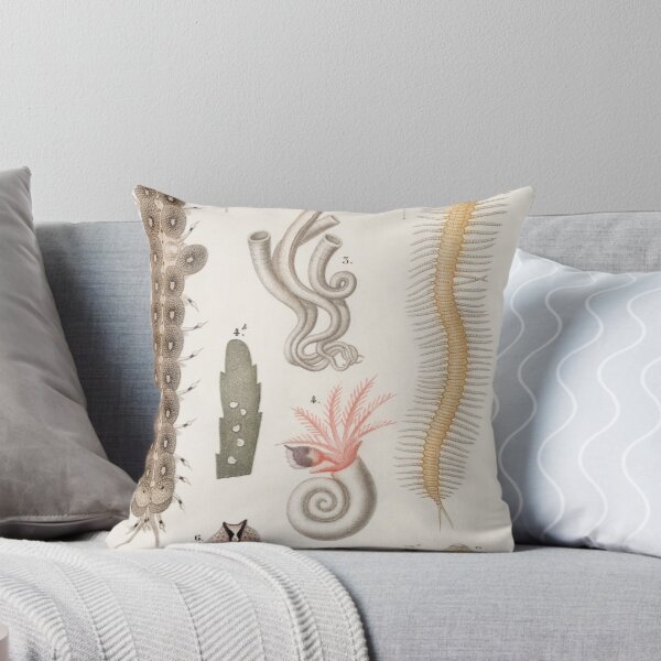 Item preview, Seaslug species vintage illustration designed and sold by Vintage Designs +.