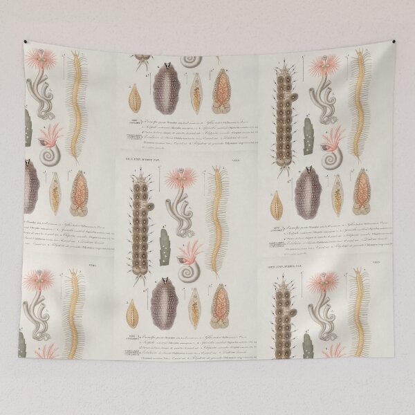 Item preview, Seaslug species vintage illustration  designed and sold by Vintage Designs +.