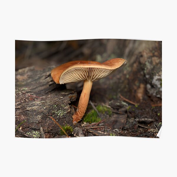 Mushroom Poster