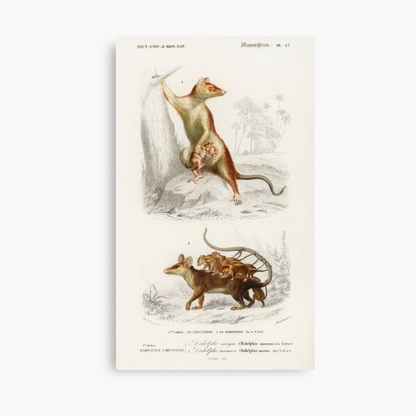 Item preview, Possum vintage illustration  designed and sold by Vintage Designs +.