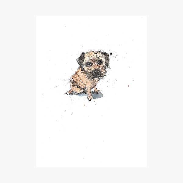 Sheepish Border Terrier Photographic Print