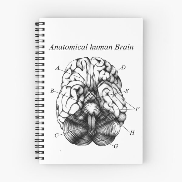 Item preview, anatomical brain  designed and sold by monstershoppe.