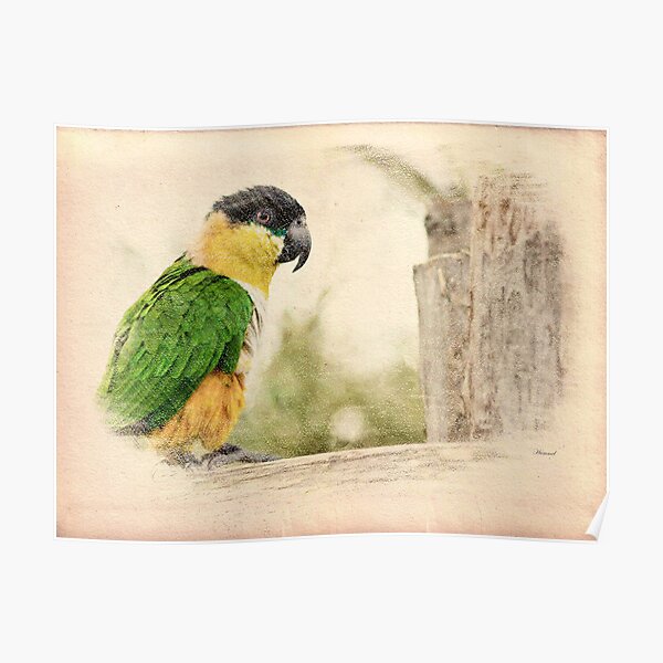 Parrot Sketch Poster