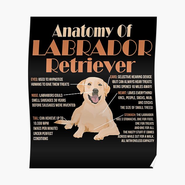 Anatomy of Labrador Retriever Poster