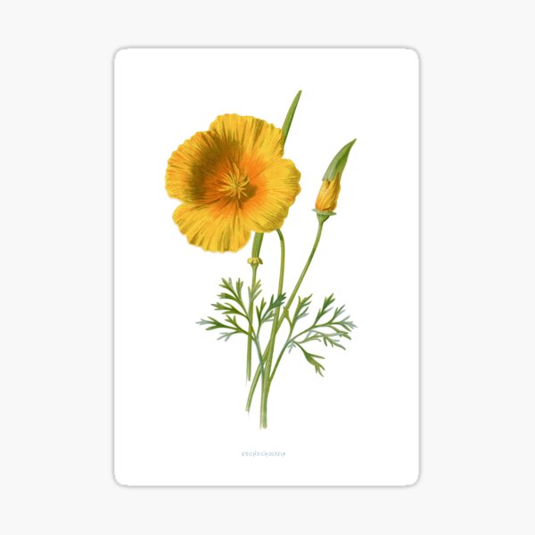 Item preview, California poppy (Eschscholzia californica) designed and sold by simpson92.