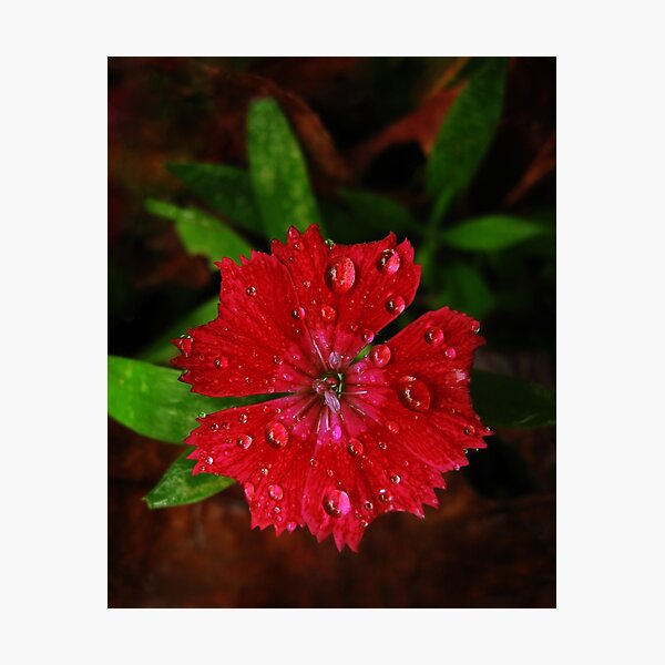 Red Dianthus With Raindrops Photographic Print