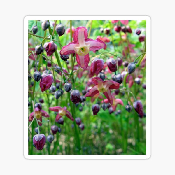 Epimedium Flowers: Also known as Fairy Wings Sticker