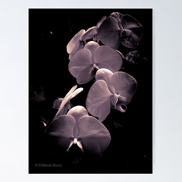Item preview, Orchid-monochrome designed and sold by tiffanienunn.