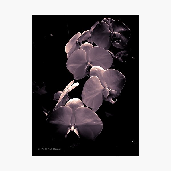 Item preview, Orchid-monochrome designed and sold by tiffanienunn.