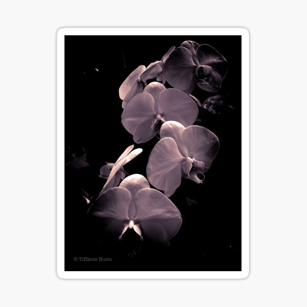 Item preview, Orchid-monochrome designed and sold by tiffanienunn.