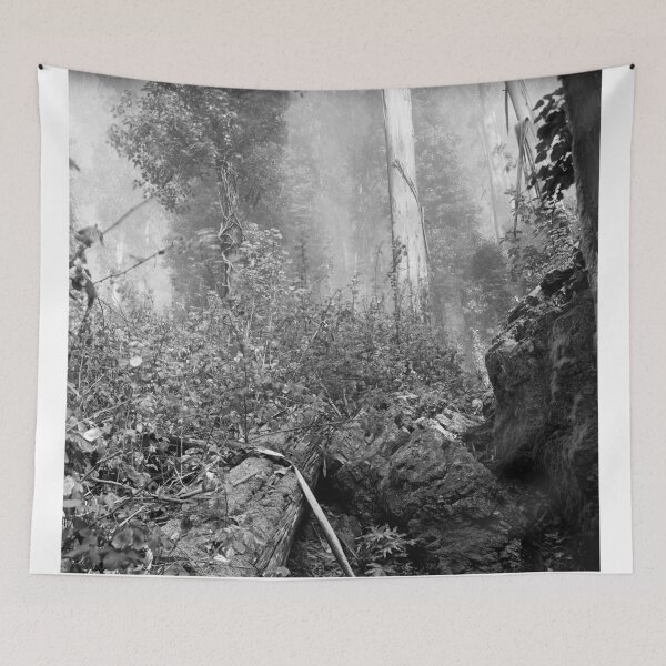 Item preview, Eucalypti of Mount Sutro designed and sold by Rodney Johnson.