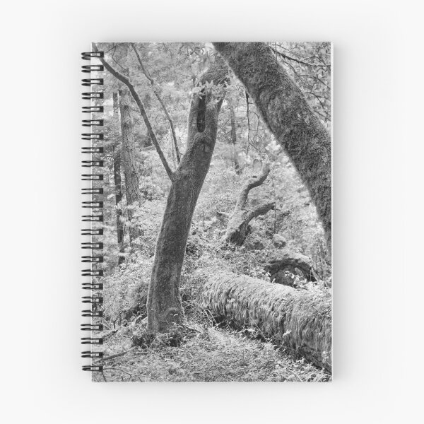 Item preview, Dipsea Trail, Muir Woods National Monument designed and sold by Rodney Johnson.