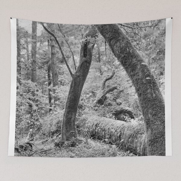 Item preview, Dipsea Trail, Muir Woods National Monument designed and sold by Rodney Johnson.