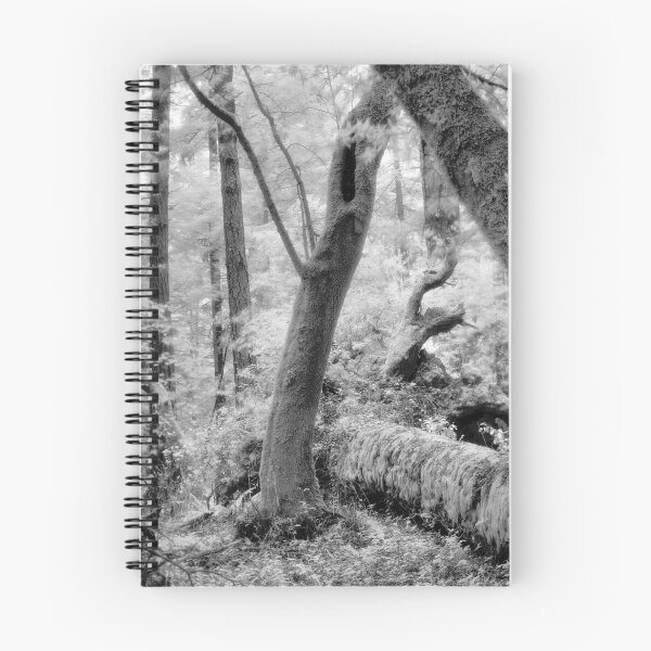 Item preview, Dipsea Trail, Muir Woods National Monument designed and sold by Rodney Johnson.