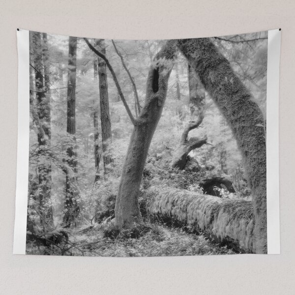 Item preview, Dipsea Trail, Muir Woods National Monument designed and sold by Rodney Johnson.