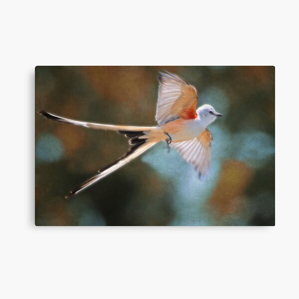 Aerial Ballet of the Scissortail Canvas Print