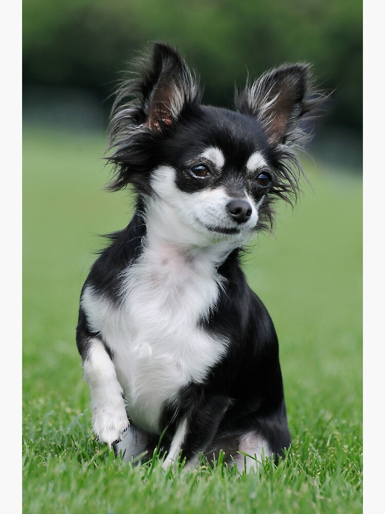 CH!WAWA Greeting Card