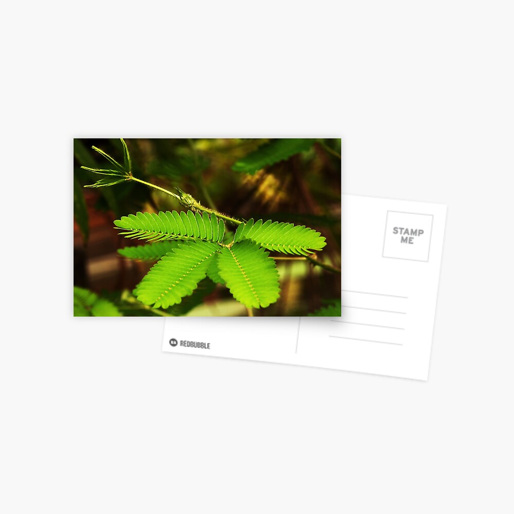 Item preview, Postcard designed and sold by steppeland.