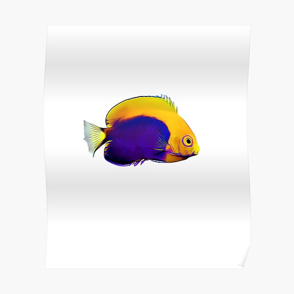 Flameback Angelfish saltwater reef fish Poster
