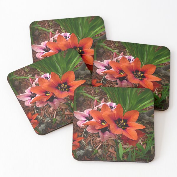 Item preview, Ixias - Spring 2019 designed and sold by EdsMum.