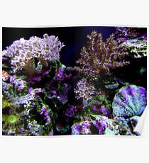 salt water Poster