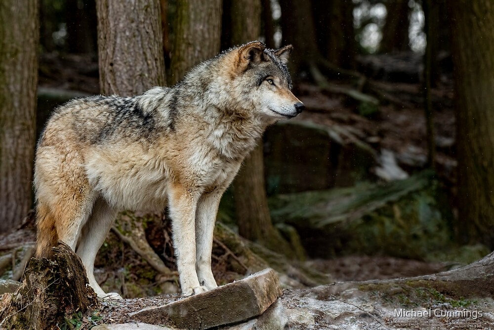 "Eastern Gray Wolf" by Michael Cummings | Redbubble