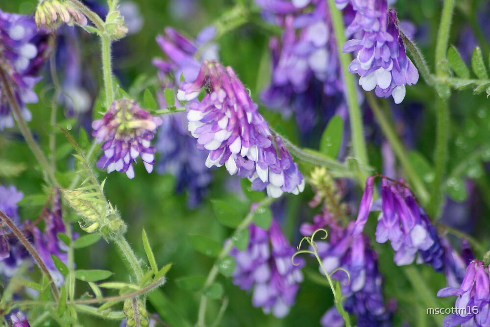 "Wild Flower - Purple Vetch" by mscottm16 | Redbubble