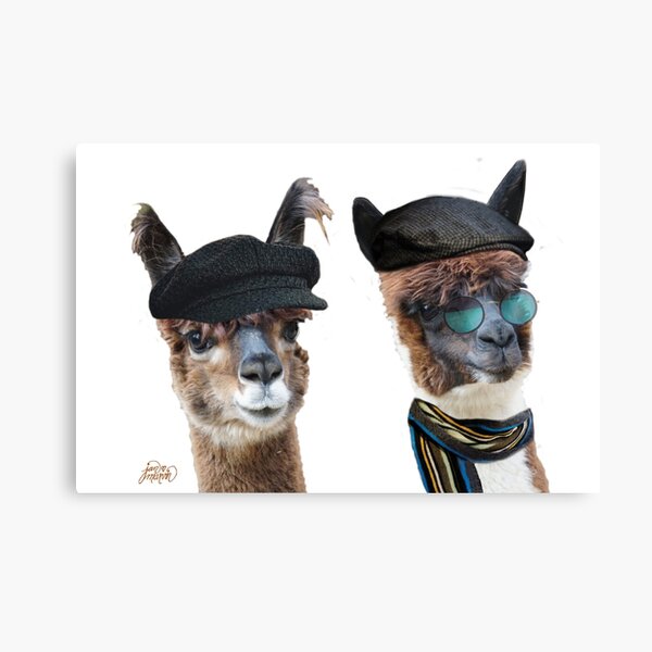 Best Friends Two Albacas Llamas Canvas Print