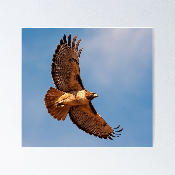 110809 Red Tailed Hawk Poster