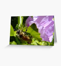 Another Flower...Another Load of Pollen Greeting Card