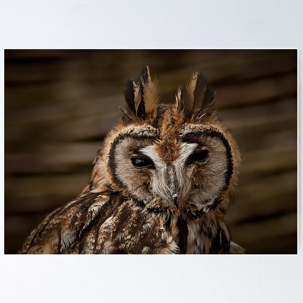 Item preview, Long Eared Owl designed and sold by KWTImages.
